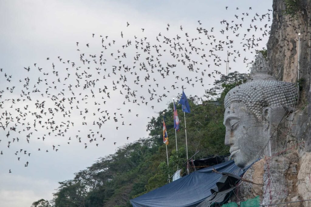 battambang bats cave show