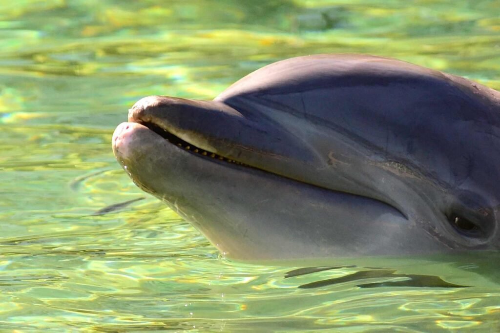 dolphins mekong traveling kratie camboodia