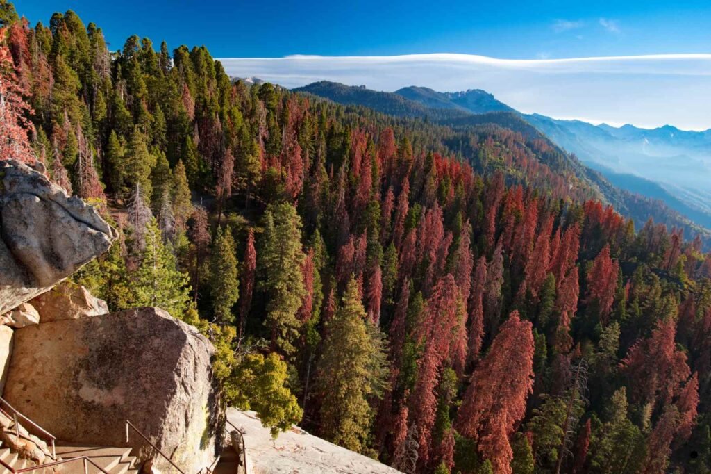kirirom national park trees nature